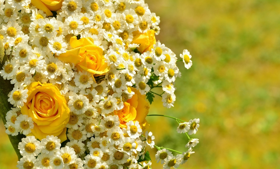 Blossom plant photography flower