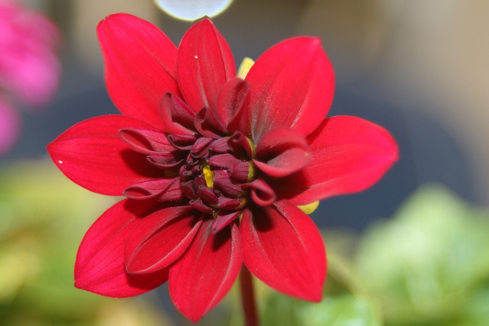 Blossom plant flower petal