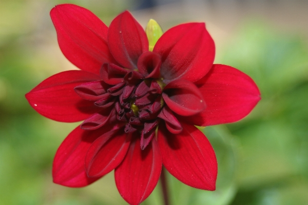 Blossom plant flower petal Photo