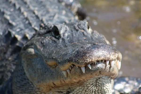 Nature swamp animal wildlife Photo