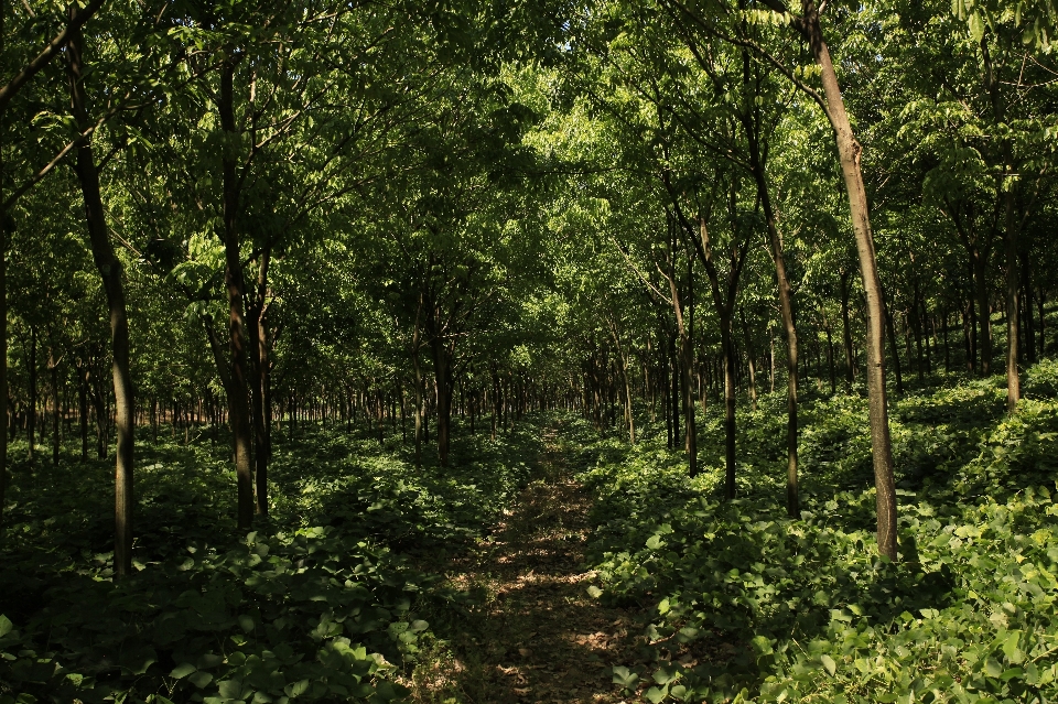 Baum wald wildnis
 sonnenlicht