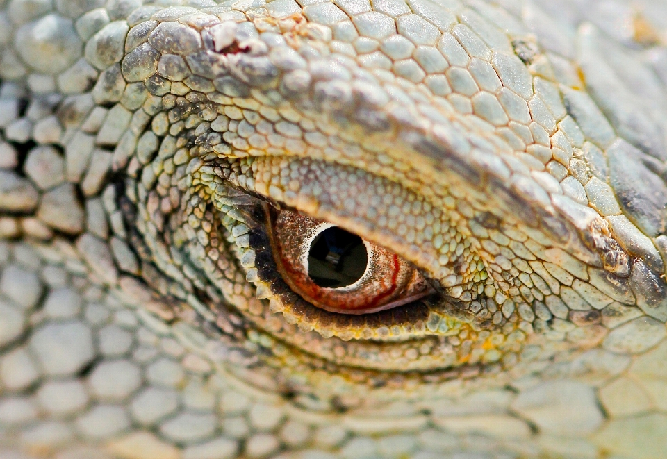 Wildlife macro reptile iguana