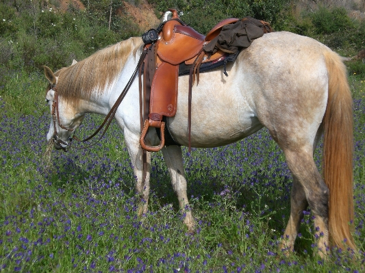 Meadow pasture grazing horse Photo