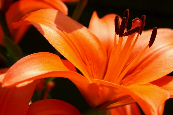 自然 花 植物 写真撮影 写真