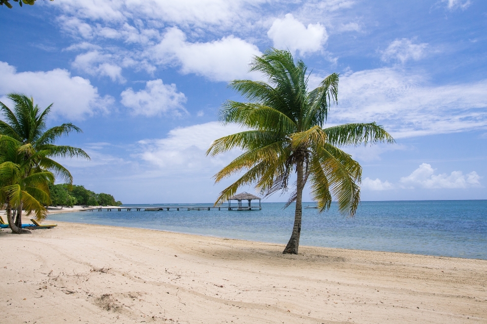 Praia mar costa árvore