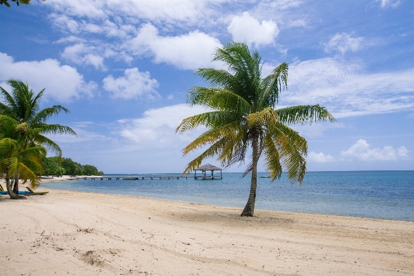 Beach sea coast tree Photo