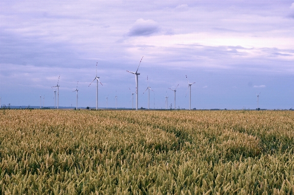 Grass horizon marsh plant Photo