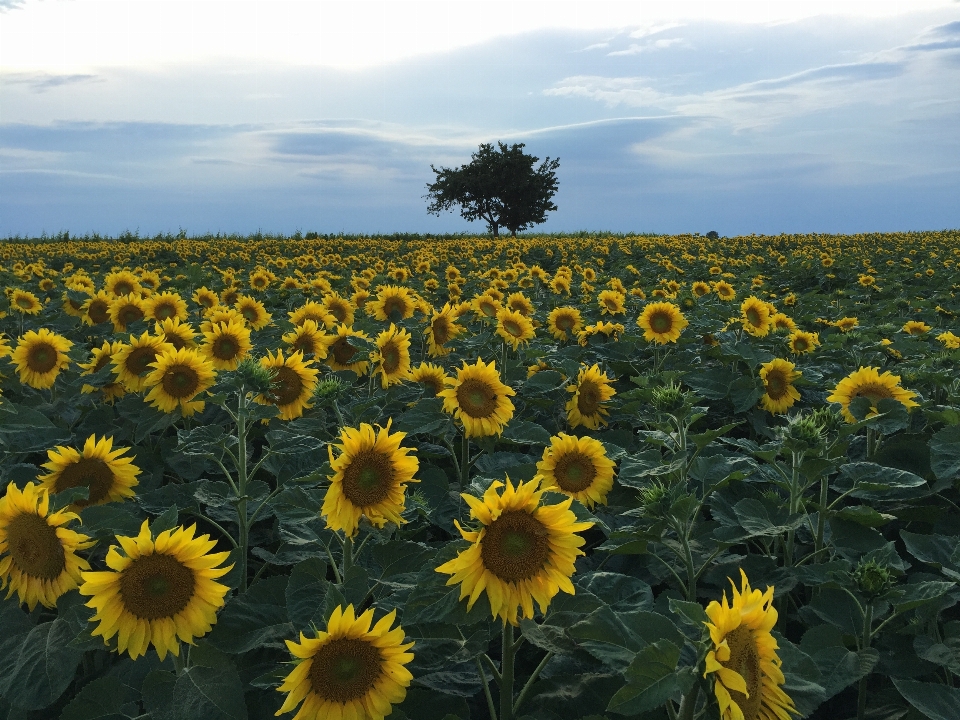 Anlage sonnenuntergang feld wiese
