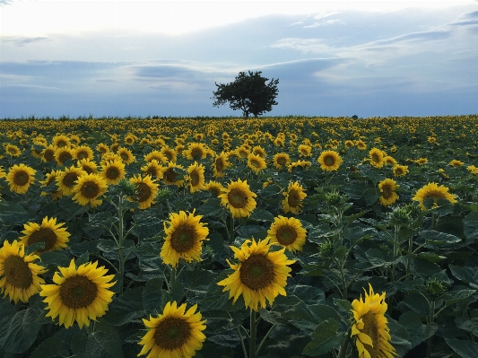 Anlage sonnenuntergang feld wiese
 Foto