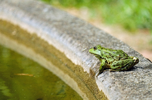 Nature animal wildlife green Photo