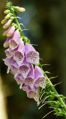 Forest blossom plant photography Photo