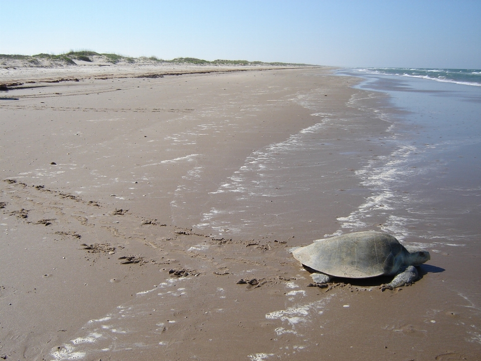 пляж море побережье вода