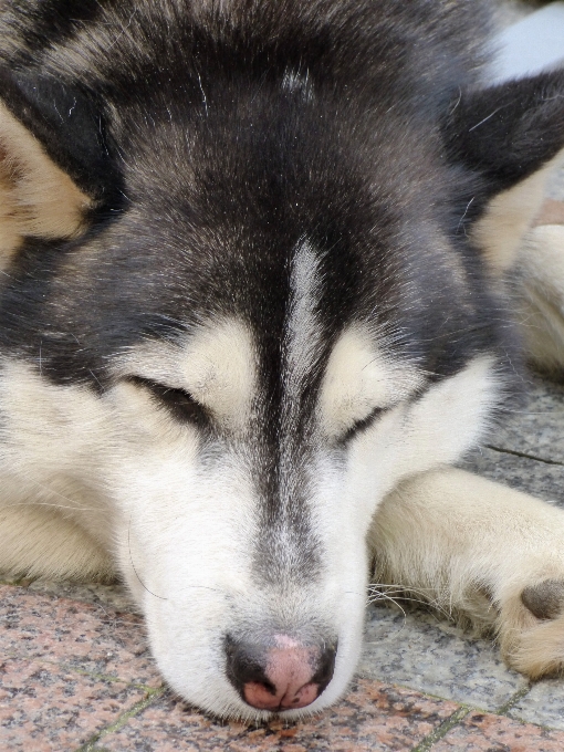 Perro animal mascota mamífero