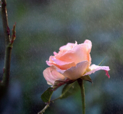 Nature blossom plant rain Photo