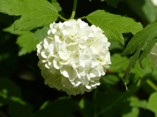 Blossom plant white leaf Photo