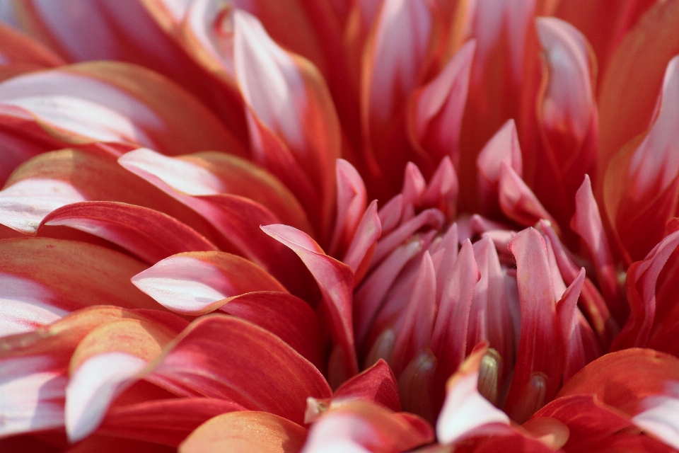 Nature plant flower petal