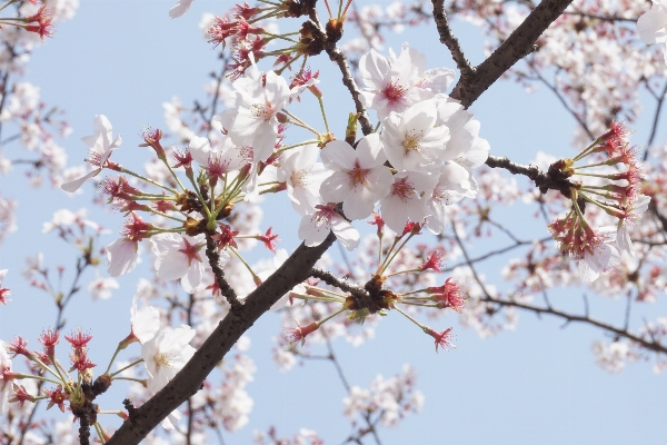 木 ブランチ 花 植物 写真