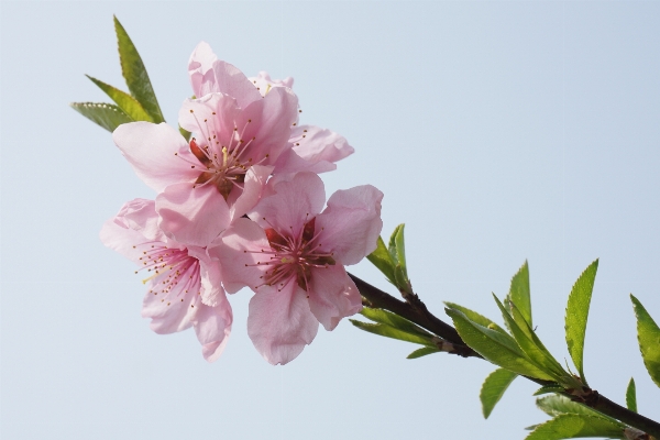 木 ブランチ 花 植物 写真