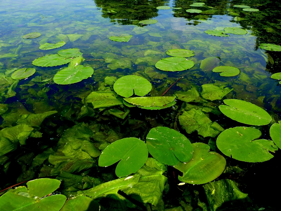 景观 水 自然 植物