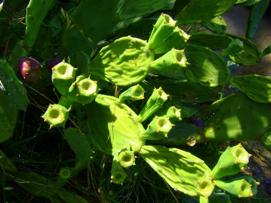 Foto Paisagem natureza cacto
 plantar