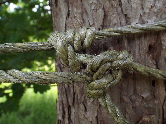 Tree nature branch rope Photo