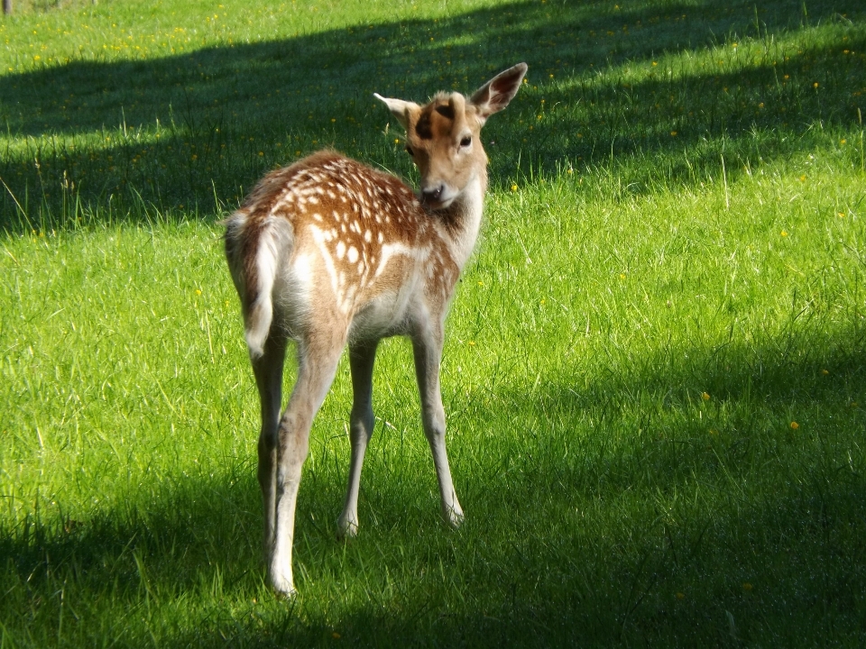 Nature herbe prairie
 faune