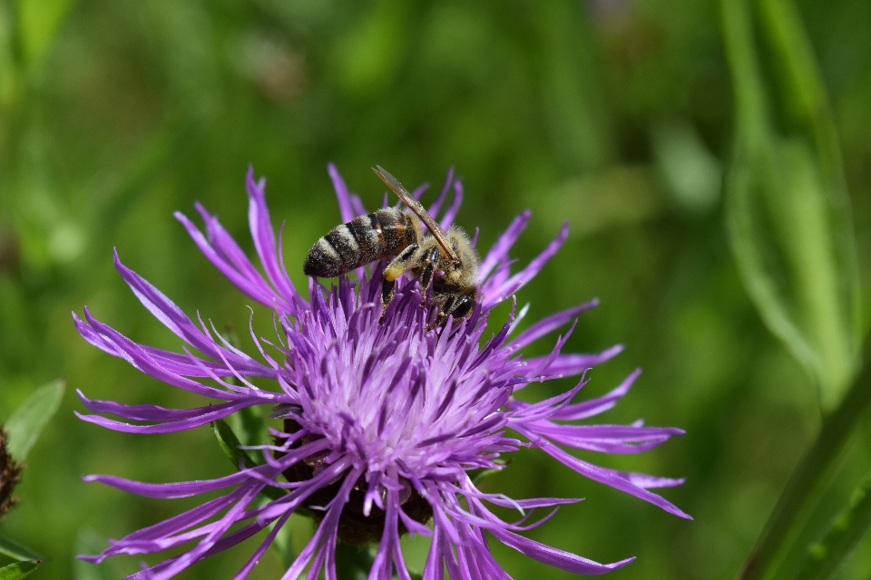 Natura erba fiore pianta