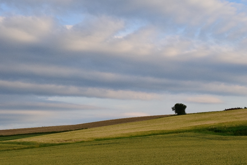 Landscape sea tree nature