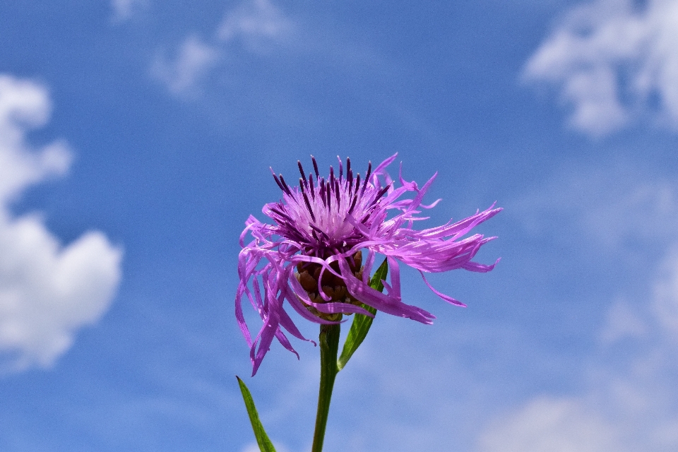 自然 开花 植物 天空