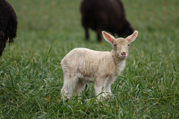 Nature grass field farm Photo