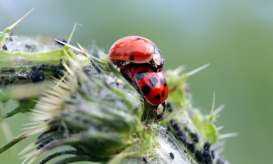 Natur fotografie blume sommer