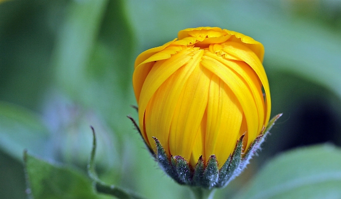 Photo Nature ouvrir usine la photographie