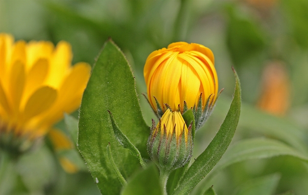 自然 開ける 植物 分野 写真