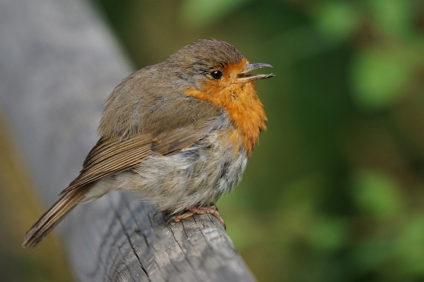 Natur zweig vogel tierwelt Foto