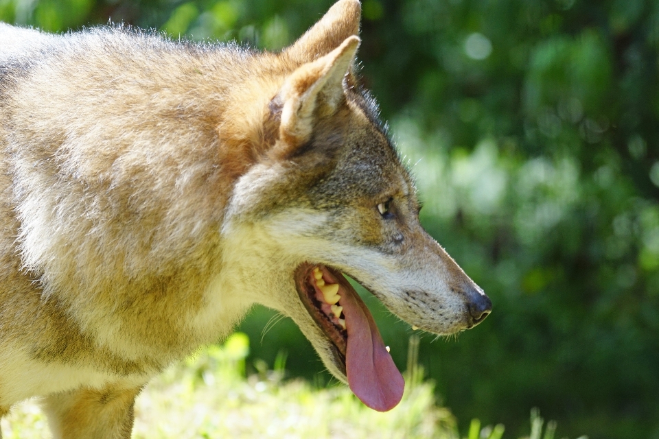 Fauna silvestre retrato mamífero lobo