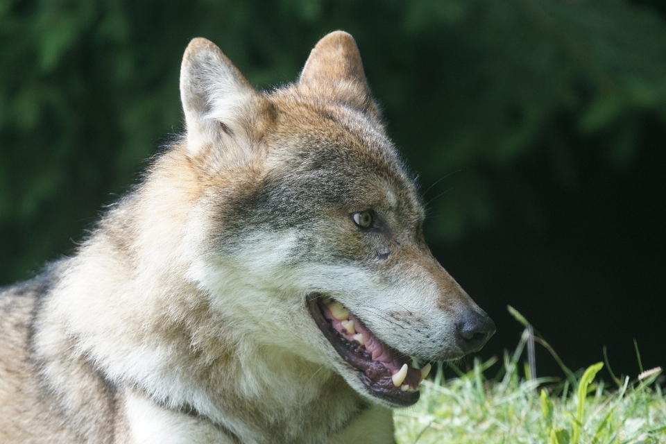 Cane animali selvatici ritratto mammifero