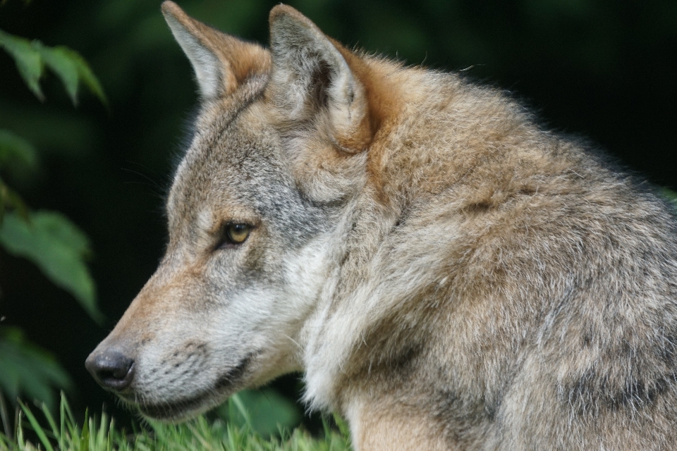 Fauna silvestre retrato mamífero lobo