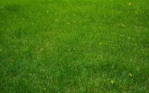 Nature grass plant field Photo