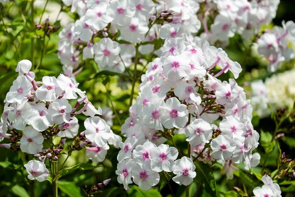 Foto Rama florecer planta flor