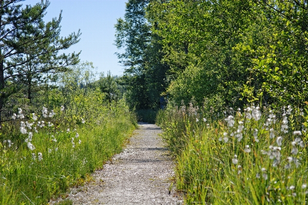 Tree nature forest grass Photo