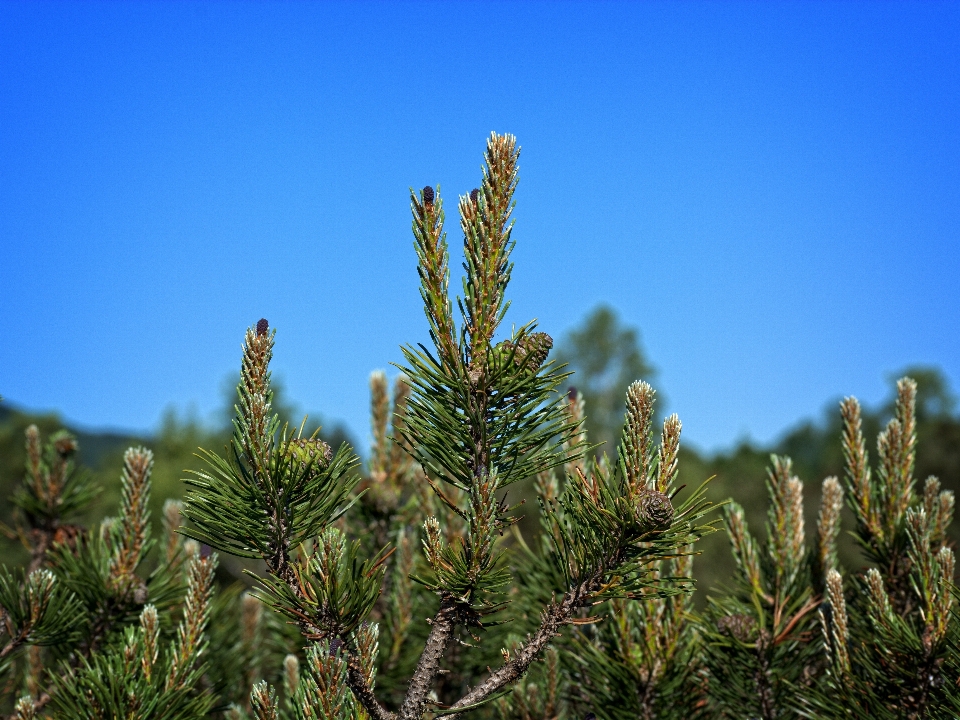 Tree nature grass branch