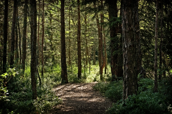 Tree nature forest wilderness Photo