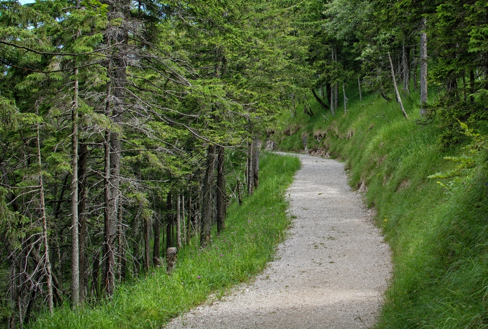 Drzewo natura las pustynia
