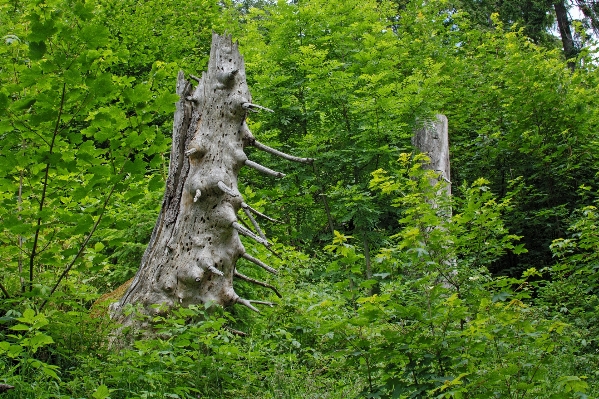 Baum natur wald anlage Foto