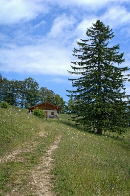 Landscape tree nature forest Photo