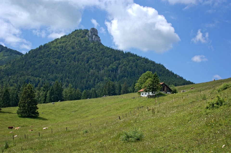 Paesaggio albero natura foresta