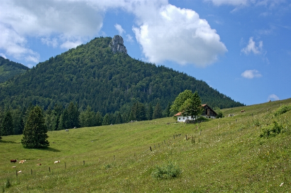 Foto Paisagem árvore natureza floresta