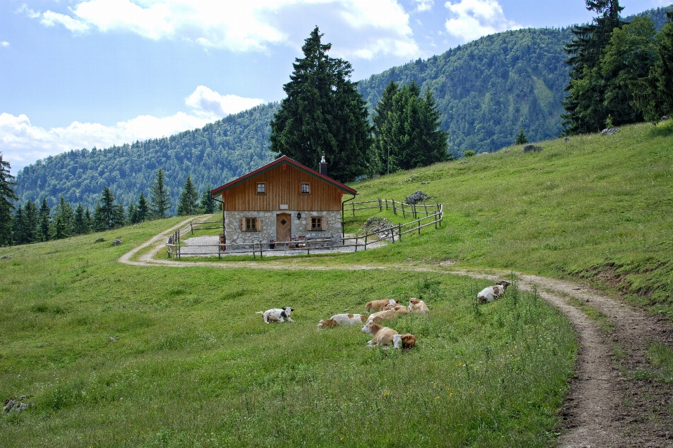 Landscape nature forest mountain