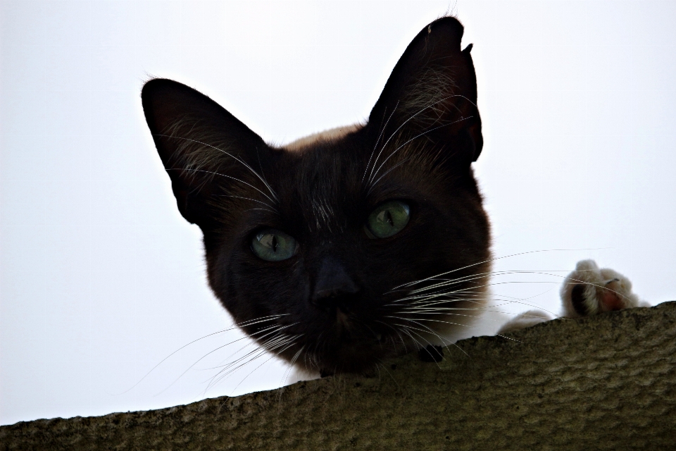 Gatinho gato mamífero azul