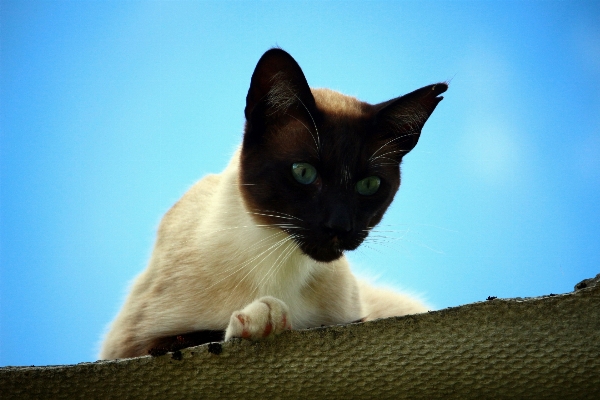 小猫 猫 哺乳动物 蓝色的 照片